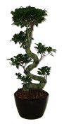 Ficus Ginseng 2
