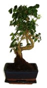 Ligustrum chinensis ptačí zob 138kwe