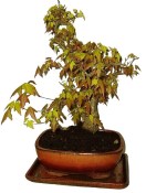 Acer buergerian - Javor buergerův 029