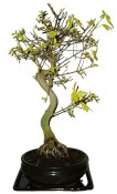 Acer buergerian - Javor buergerův 741