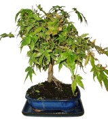 Acer palmatum - Javor dlanitolistý 444