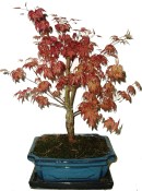 Acer palmatum - Javor dlanitolistý 686