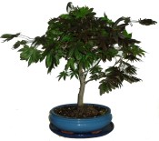 Acer palmatum - Javor dlanitolistý 763