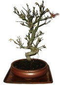 Acer palmatum - Javor dlanitolistý 779