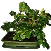 Acerola - Mapighia - tropická barbadosská třešeň 588