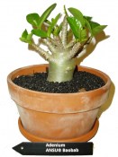 Adenium pouštní růže 450