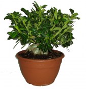 Adenium pouštní růže obrovská