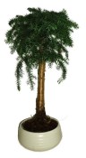 Araucaria Heterophylla - Blahočet ztepilý 266