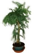 Araucaria Heterophylla - Blahočet ztepilý 585
