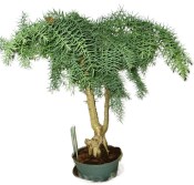 Araucaria Heterophylla - Blahočet ztepilý 586