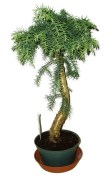 Araucaria Heterophylla - Blahočet ztepilý 587