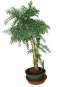 Araucaria Heterophylla - Blahočet ztepilý 588