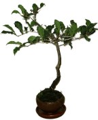 Bonsai Diospyros kaki 306kwe