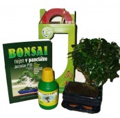 Bonsai malá rovná carmona varianta C