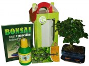 Bonsai malá rovná carmona varianta D