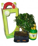 Bonsai malá rovná carmona