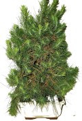 Bonsai Pinus halepensis 400