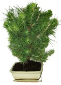 Bonsai Pinus halepensis 428