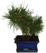 Bonsai Pinus halepensis 465