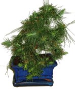 Bonsai Pinus halepensis 468