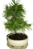 Bonsai Pinus halepensis 512