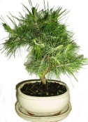 Bonsai Pinus halepensis 513