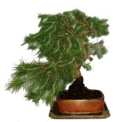 Bonsai Pinus halepensis 544 - obměna jehličí (1/2)
