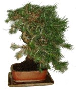 Bonsai Pinus halepensis 544 - obměna jehličí (2/2)