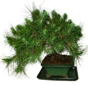 Bonsai Pinus halepensis 557