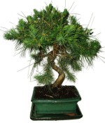 Bonsai Pinus halepensis 569