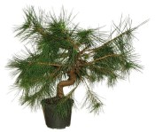 Bonsai Pinus halepensis 615