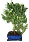 Bonsai Pinus halepensis 716
