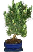 Bonsai Pinus halepensis 717