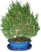 Bonsai Pinus halepensis 777
