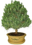 Bonsai Pinus halepensis 782
