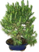 Bonsai Pinus halepensis 800