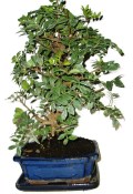 Bonsai Pistacia Lentiscus 155