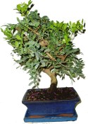 Bonsai Pistacia Lentiscus 500