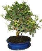 Bonsai Pistacia Lentiscus 501