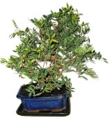 Bonsai Pistacia Lentiscus 884