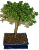 Bonsai shohin Tlustice - Crassula 998 RARITA (1/2)
