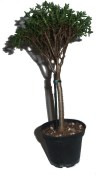 Bonsai shohin Tlustice - Crassula 998 RARITA (2/2)