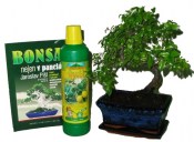 Bonsai střední tvarovaná carmona varianta C