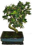 Bonsaj Carmona microphylla - čaj fuki 423