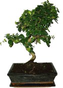 Bonsaj Carmona microphylla - čaj fuki 552