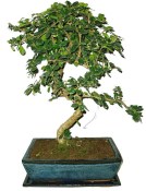 Bonsaj Carmona microphylla - čaj fuki 593