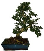 Bonsaj Carmona microphylla - čaj fuki 598