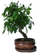 Brslen - Euonymus 616