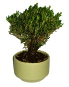 Buxus harlandi - korkový buxus - 059