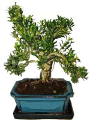 Buxus harlandi - korkový buxus - 507
